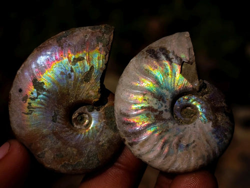 Natural Mini Iridescent Cleoniceras Ammonite Fossils x 35 From Tulear, Madagascar - Toprock Gemstones and Minerals 
