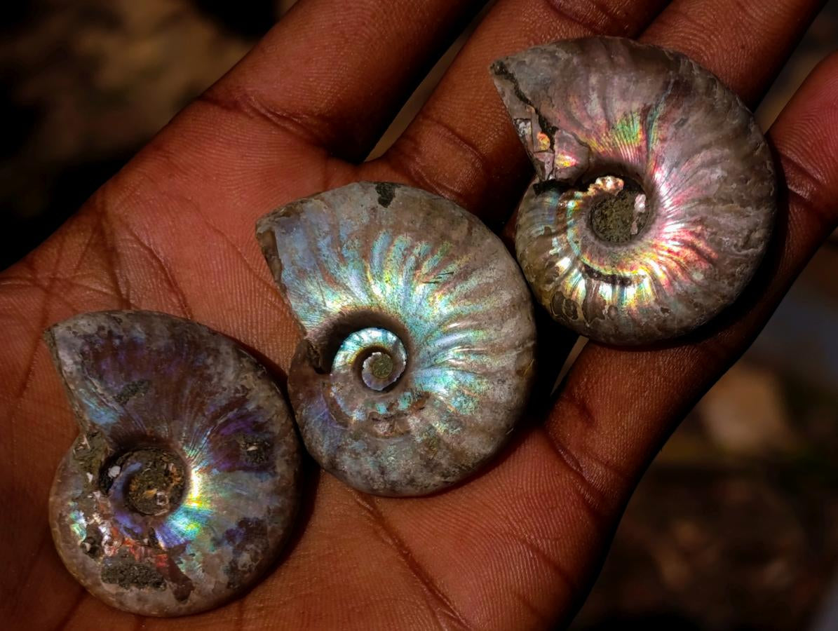 Natural Mini Iridescent Cleoniceras Ammonite Fossils x 35 From Tulear, Madagascar - Toprock Gemstones and Minerals 