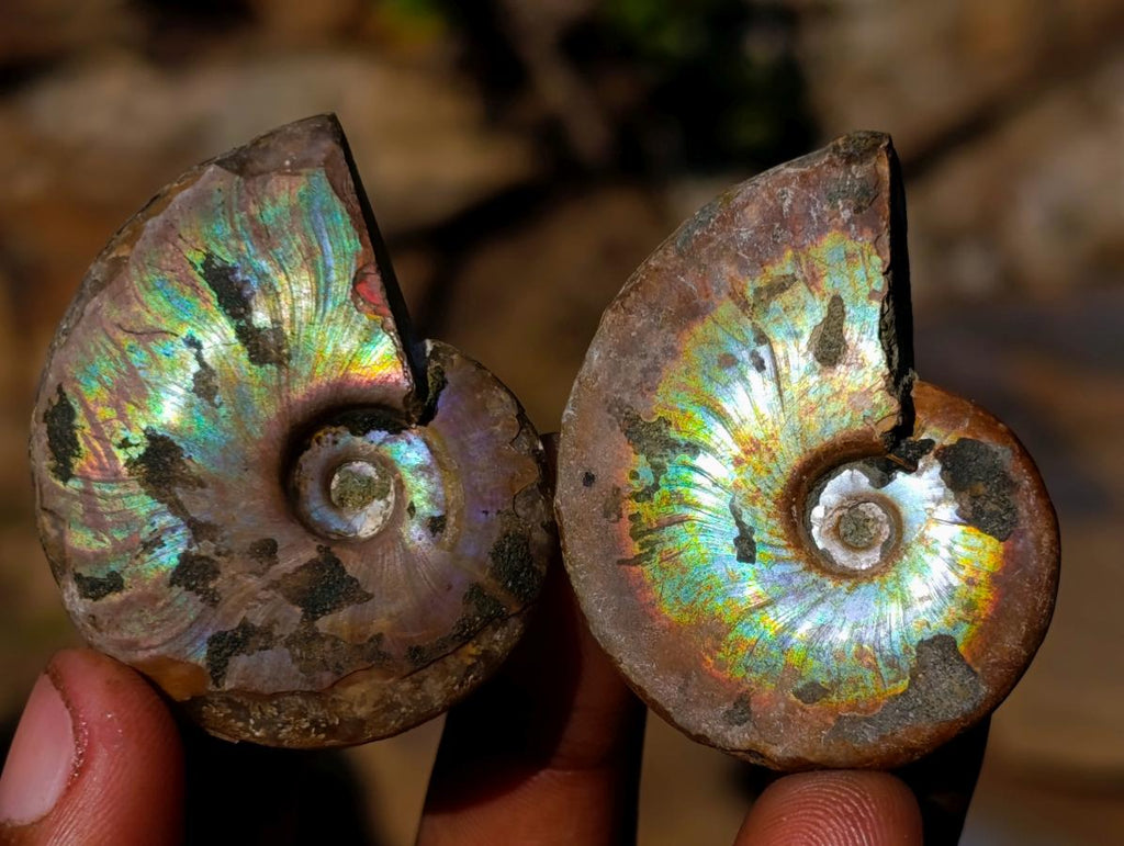Natural Mini Iridescent Cleoniceras Ammonite Fossils x 35 From Tulear, Madagascar - Toprock Gemstones and Minerals 
