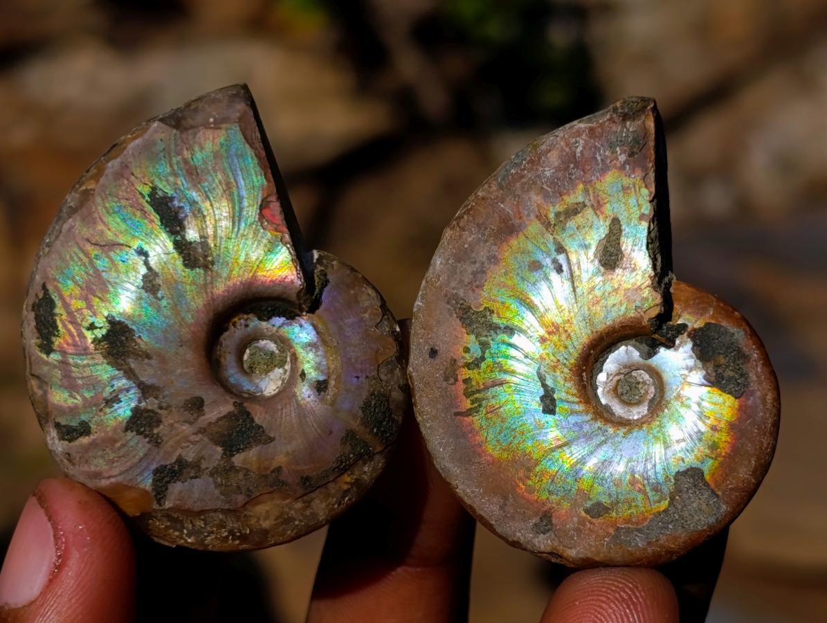 Natural Mini Iridescent Cleoniceras Ammonite Fossils x 35 From Tulear, Madagascar - Toprock Gemstones and Minerals 
