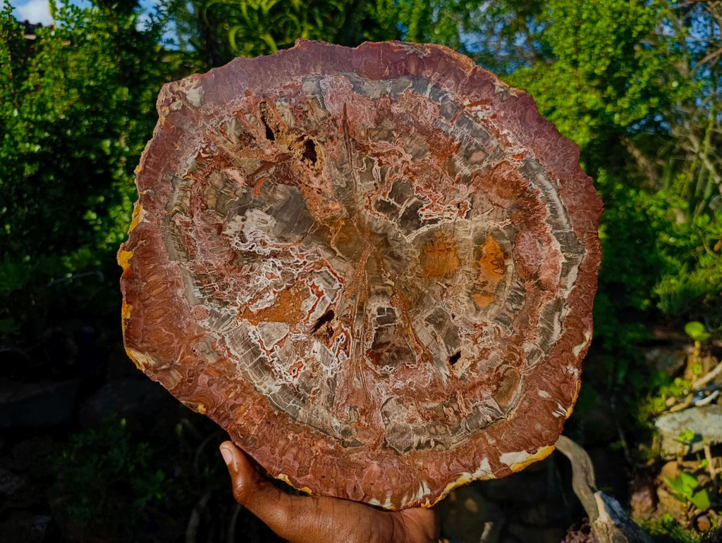 Polished XL Red Podocarpus Petrified Wood Display Plaque x 1 From Marovoay, Madagascar - Toprock Gemstones and Minerals 
