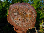 Polished XL Red Podocarpus Petrified Wood Display Plaque x 1 From Marovoay, Madagascar - Toprock Gemstones and Minerals 