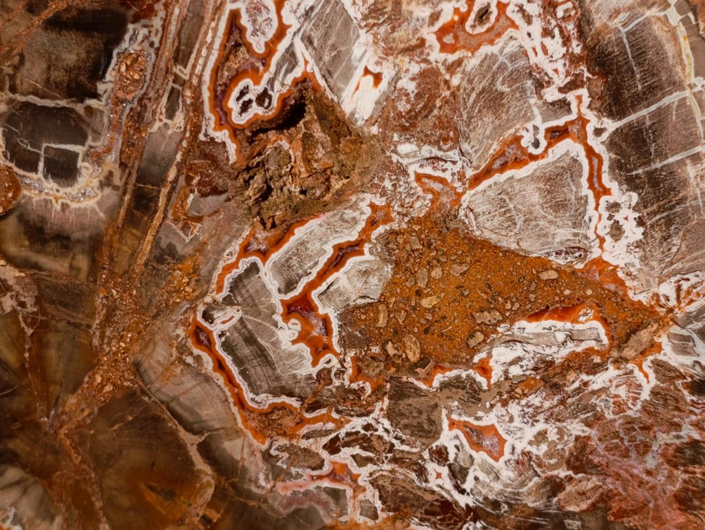 Polished XL Red Podocarpus Petrified Wood Display Plaque x 1 From Marovoay, Madagascar - Toprock Gemstones and Minerals 