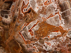 Polished XL Red Podocarpus Petrified Wood Display Plaque x 1 From Marovoay, Madagascar - Toprock Gemstones and Minerals 