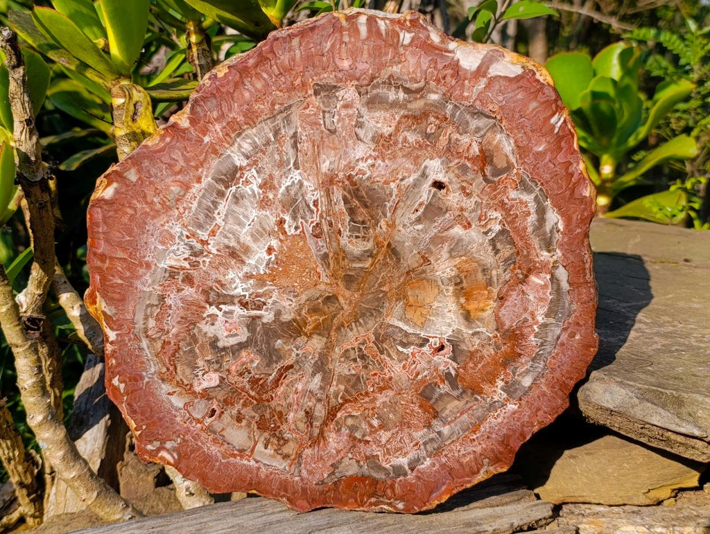 Polished XL Red Podocarpus Petrified Wood Display Plaque x 1 From Marovoay, Madagascar - Toprock Gemstones and Minerals 