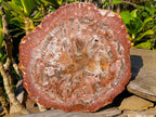 Polished XL Red Podocarpus Petrified Wood Display Plaque x 1 From Marovoay, Madagascar - Toprock Gemstones and Minerals 