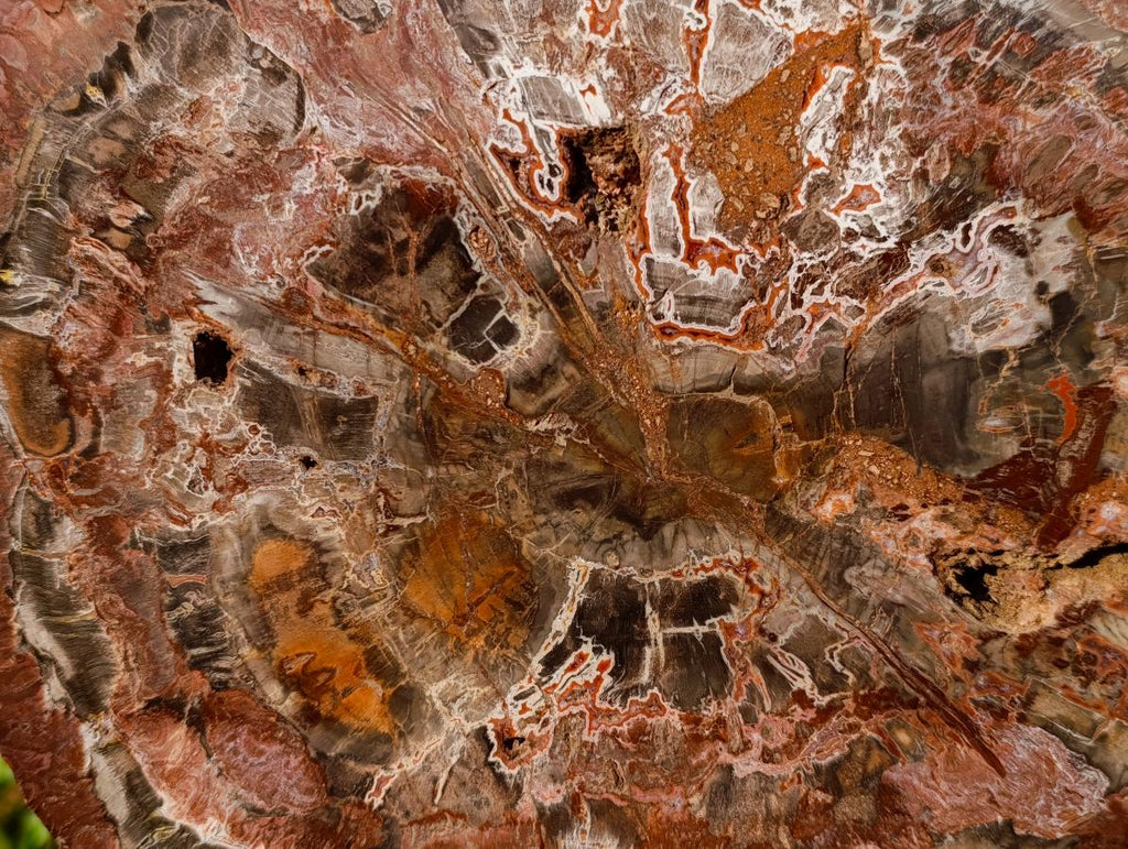Polished XL Red Podocarpus Petrified Wood Display Plaque x 1 From Marovoay, Madagascar - Toprock Gemstones and Minerals 