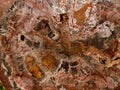 Polished XL Red Podocarpus Petrified Wood Display Plaque x 1 From Marovoay, Madagascar - Toprock Gemstones and Minerals 