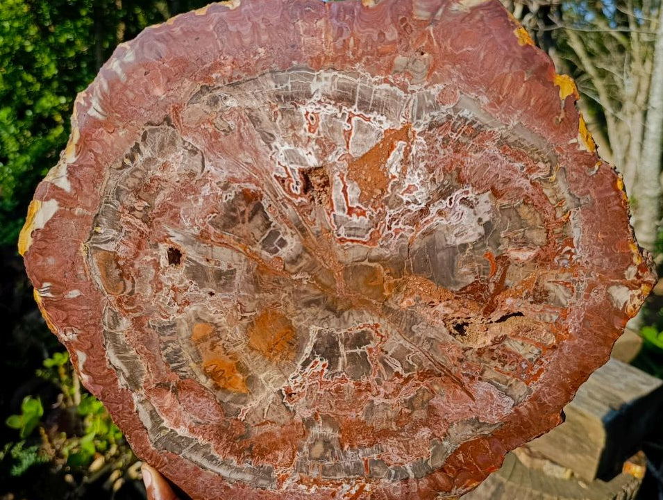 Polished XL Red Podocarpus Petrified Wood Display Plaque x 1 From Marovoay, Madagascar - Toprock Gemstones and Minerals 