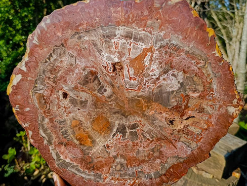Polished XL Red Podocarpus Petrified Wood Display Plaque x 1 From Marovoay, Madagascar - Toprock Gemstones and Minerals 