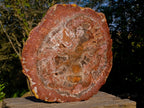 Polished XL Red Podocarpus Petrified Wood Display Plaque x 1 From Marovoay, Madagascar - Toprock Gemstones and Minerals 