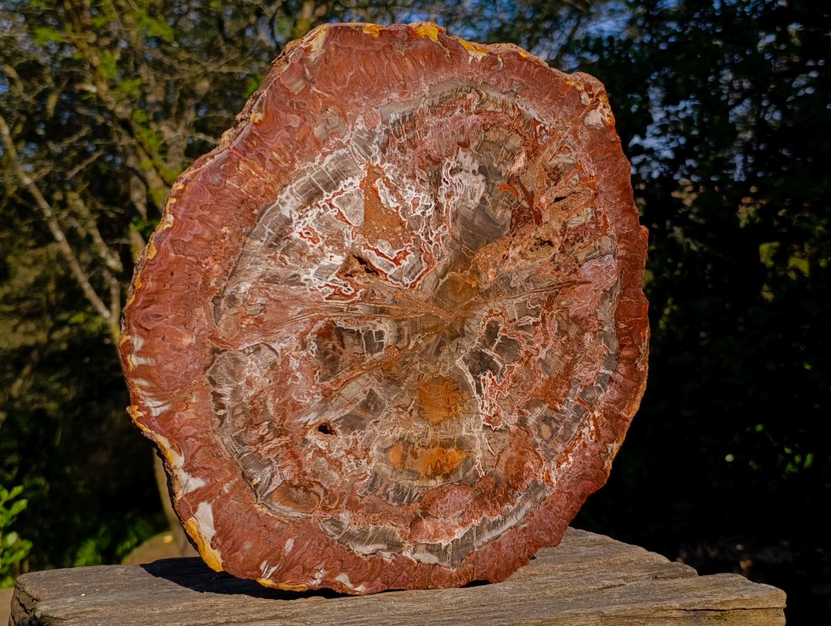 Polished XL Red Podocarpus Petrified Wood Display Plaque x 1 From Marovoay, Madagascar - Toprock Gemstones and Minerals 