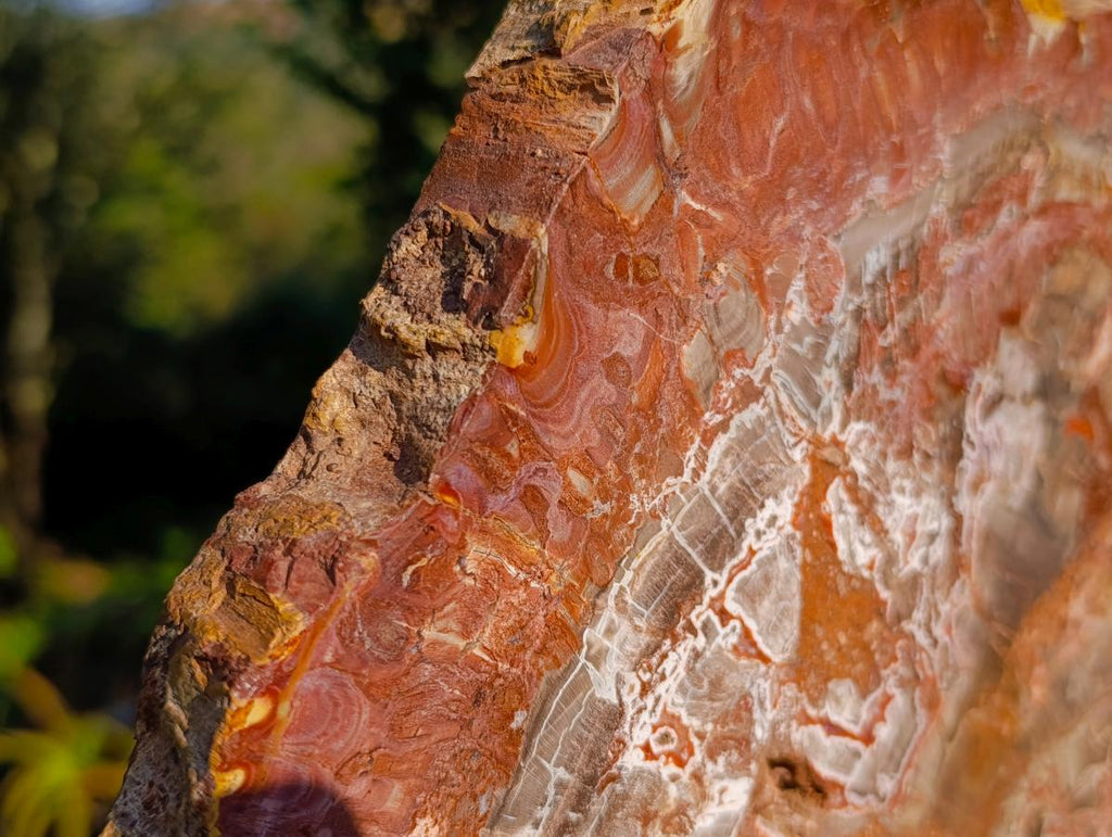Polished XL Red Podocarpus Petrified Wood Display Plaque x 1 From Marovoay, Madagascar - Toprock Gemstones and Minerals 