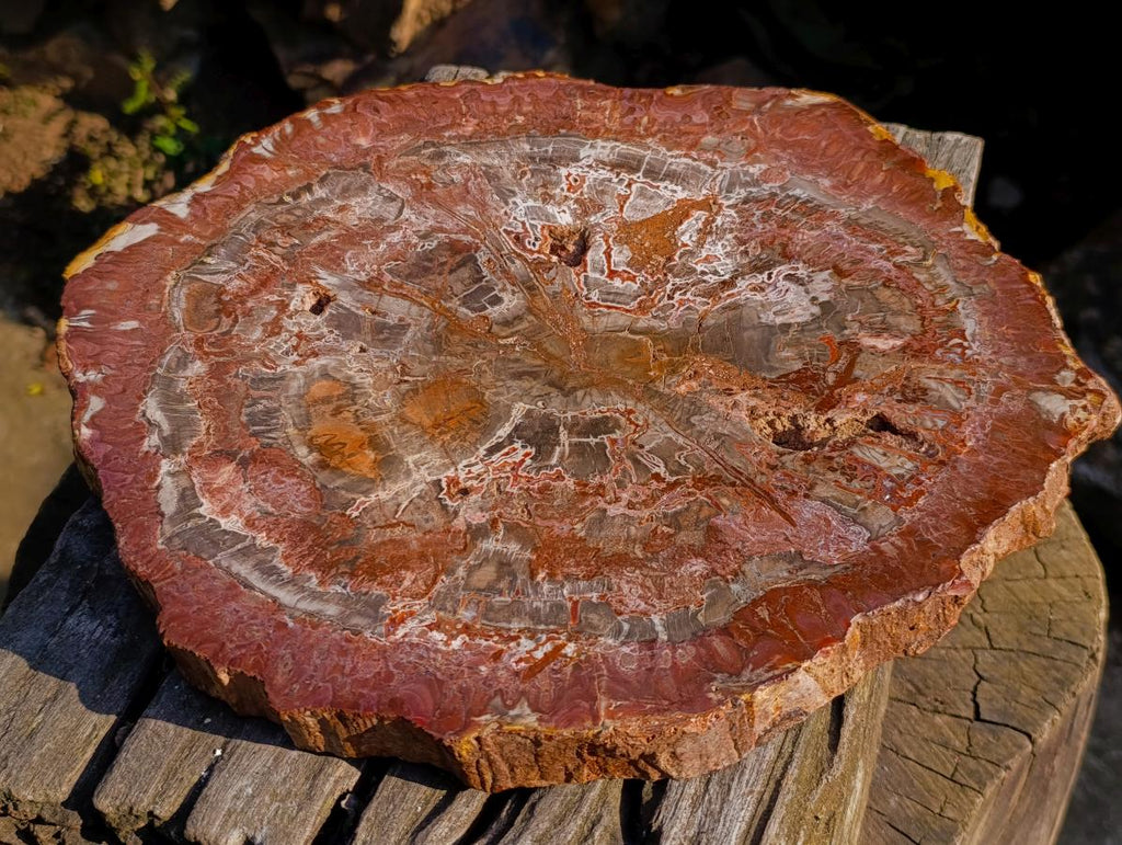 Polished XL Red Podocarpus Petrified Wood Display Plaque x 1 From Marovoay, Madagascar - Toprock Gemstones and Minerals 
