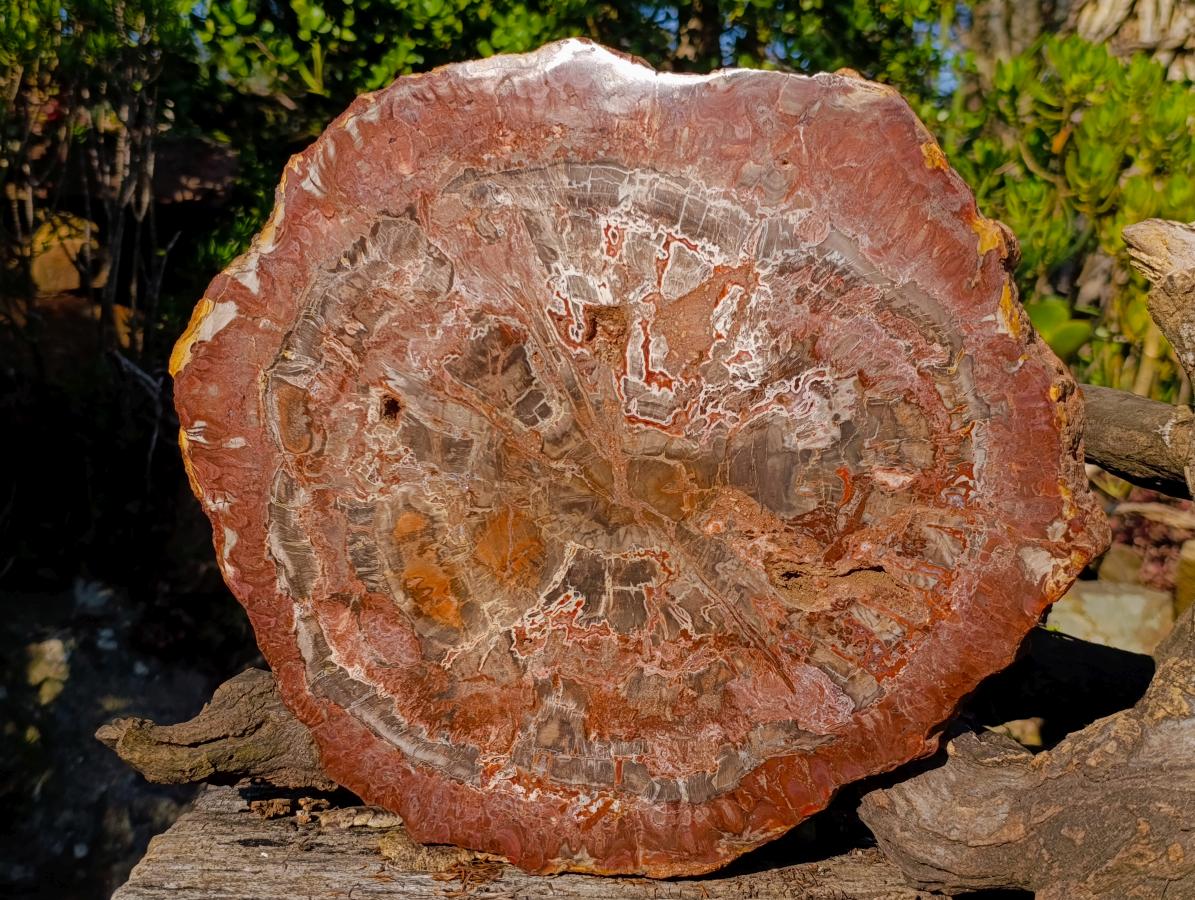 Polished XL Red Podocarpus Petrified Wood Display Plaque x 1 From Marovoay, Madagascar - Toprock Gemstones and Minerals 
