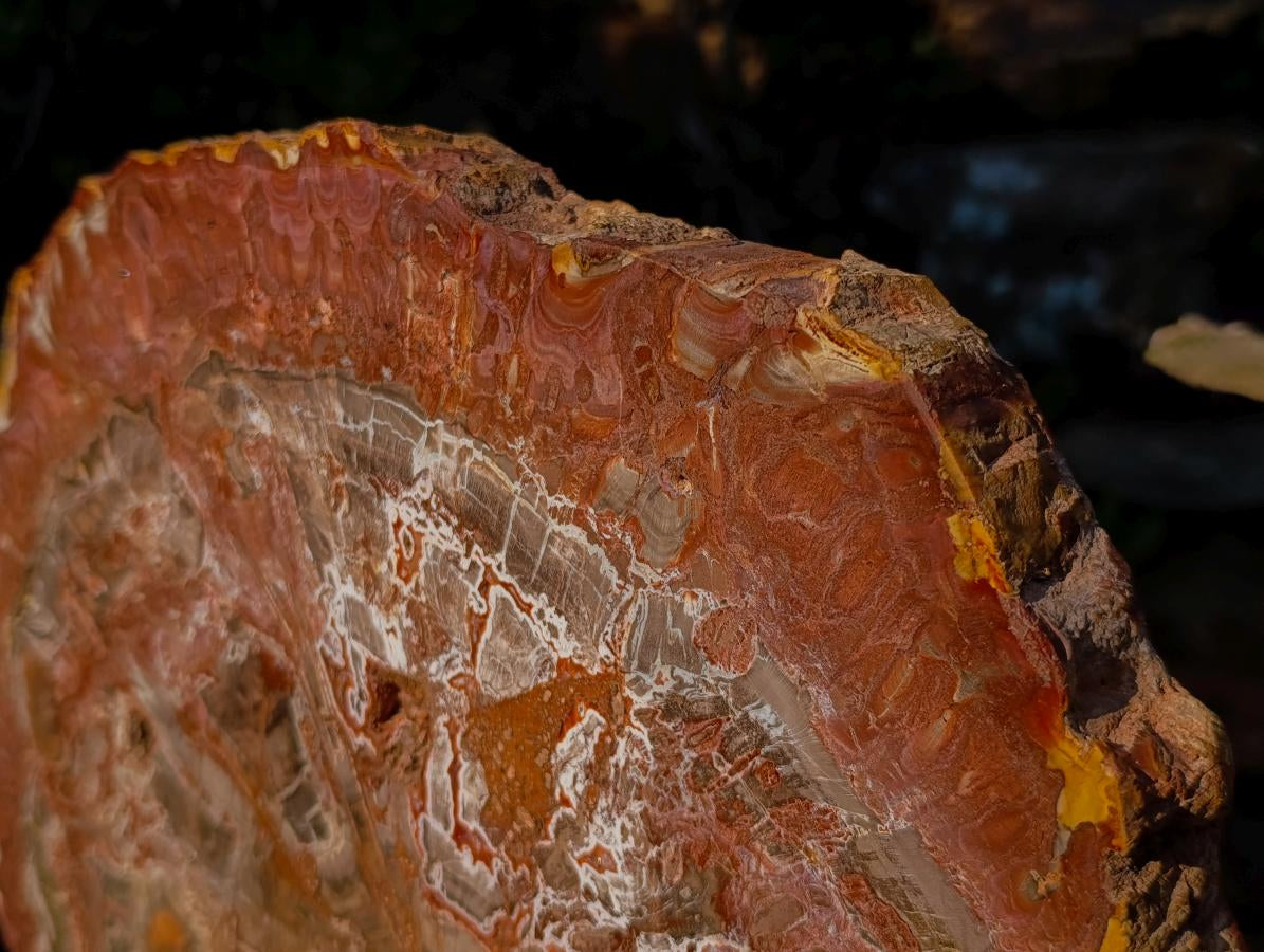 Polished XL Red Podocarpus Petrified Wood Display Plaque x 1 From Marovoay, Madagascar - Toprock Gemstones and Minerals 