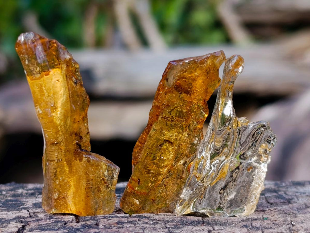 Natural Copal Amber Specimens with Insect and Plant Inclusions x 70 From Lemur Island, Madagascar - Toprock Gemstones and Minerals 