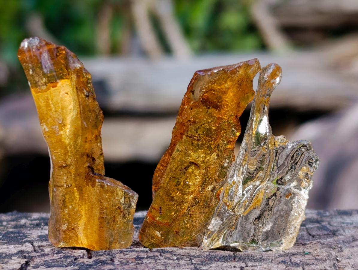 Natural Copal Amber Specimens with Insect and Plant Inclusions x 70 From Lemur Island, Madagascar - Toprock Gemstones and Minerals 