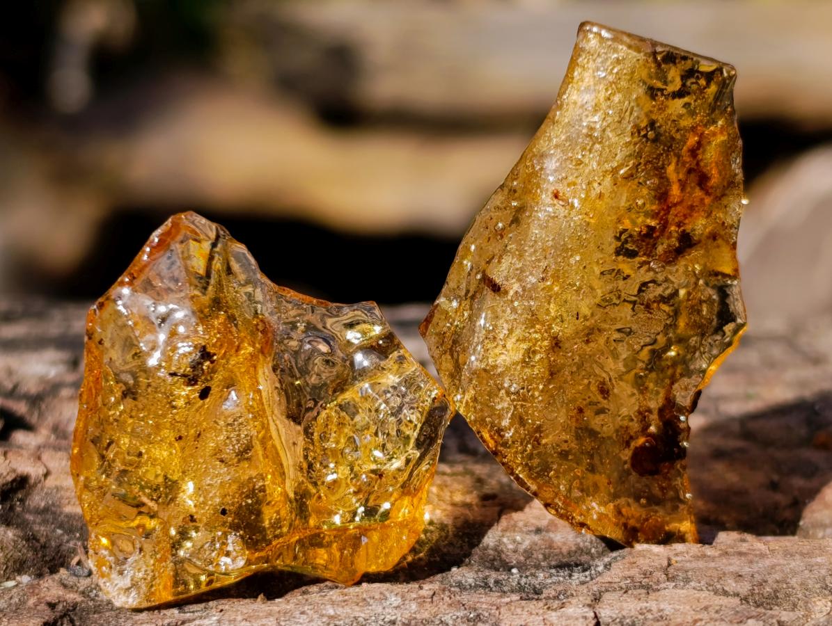 Natural Copal Amber Specimens with Insect and Plant Inclusions x 70 From Lemur Island, Madagascar - Toprock Gemstones and Minerals 
