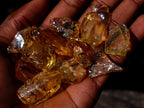 Natural Copal Amber Specimens with Insect and Plant Inclusions x 70 From Lemur Island, Madagascar - Toprock Gemstones and Minerals 