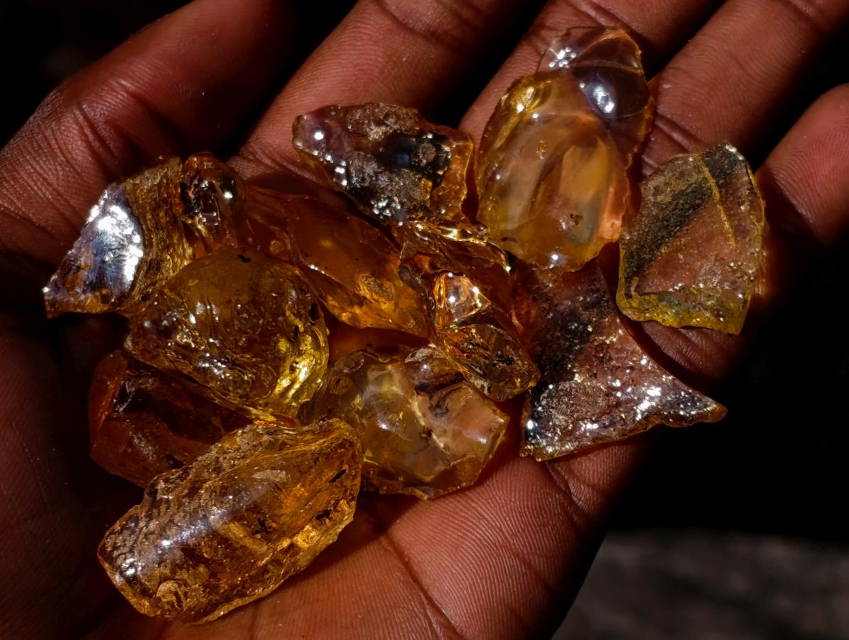 Natural Copal Amber Specimens with Insect and Plant Inclusions x 70 From Lemur Island, Madagascar - Toprock Gemstones and Minerals 