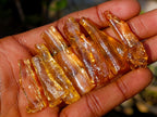Natural Copal Amber Specimens with Insect and Plant Inclusions x 70 From Lemur Island, Madagascar - Toprock Gemstones and Minerals 