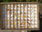 Natural Copal Amber Specimens with Insect and Plant Inclusions x 70 From Lemur Island, Madagascar - Toprock Gemstones and Minerals 