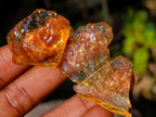 Natural Copal Amber Specimens with Insect and Plant Inclusions x 70 From Lemur Island, Madagascar - Toprock Gemstones and Minerals 