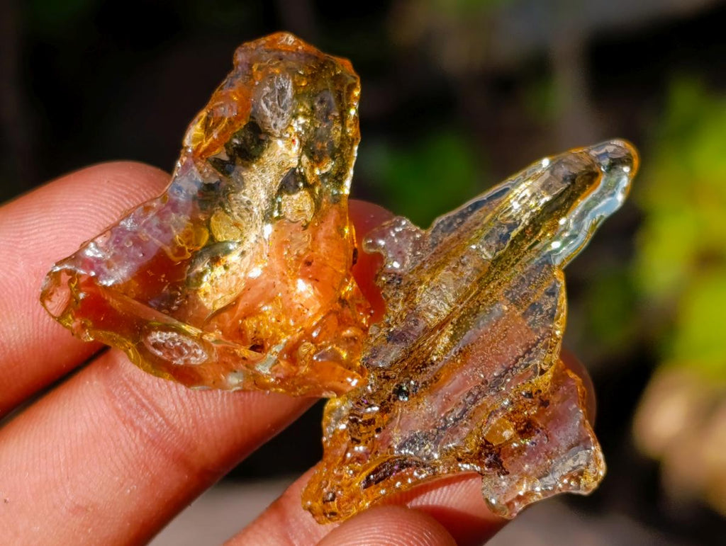 Natural Copal Amber Specimens with Insect and Plant Inclusions x 70 From Lemur Island, Madagascar - Toprock Gemstones and Minerals 