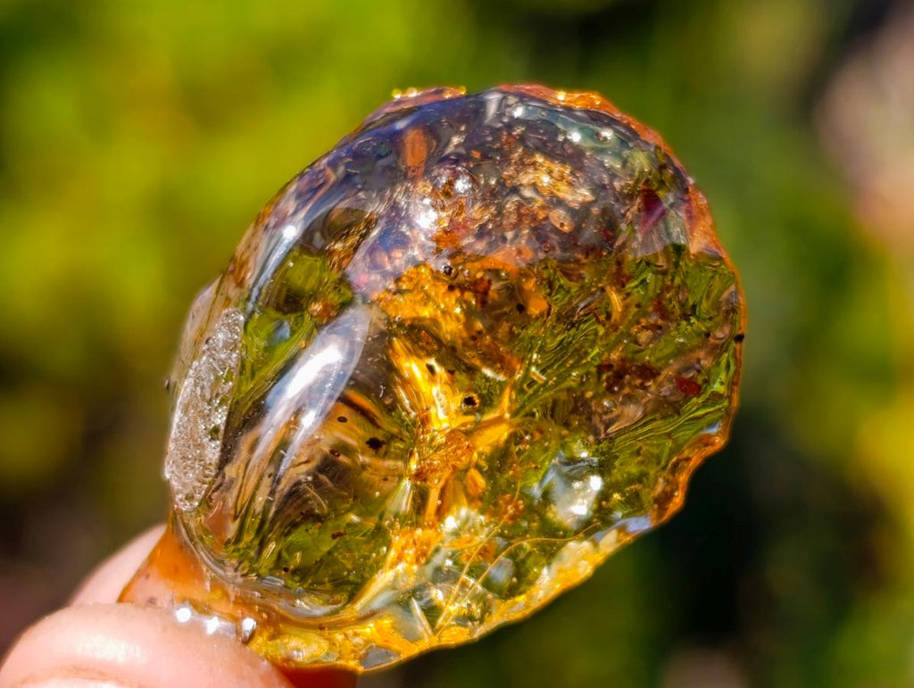 Natural Copal Amber Specimens with Insect and Plant Inclusions x 70 From Lemur Island, Madagascar - Toprock Gemstones and Minerals 