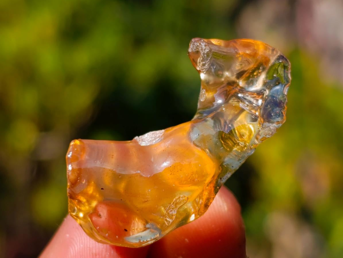 Natural Copal Amber Specimens with Insect and Plant Inclusions x 70 From Lemur Island, Madagascar - Toprock Gemstones and Minerals 