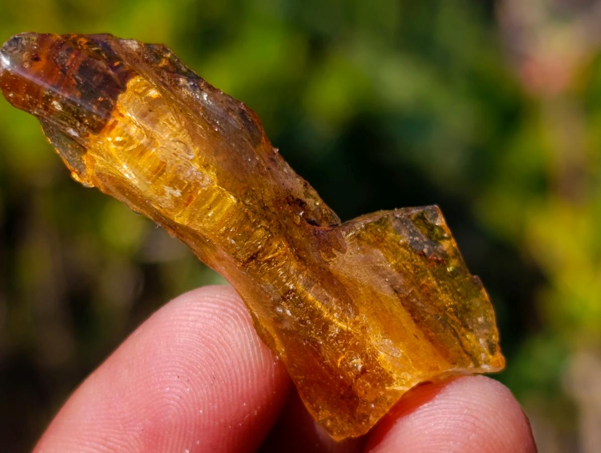 Natural Copal Amber Specimens with Insect and Plant Inclusions x 70 From Lemur Island, Madagascar - Toprock Gemstones and Minerals 