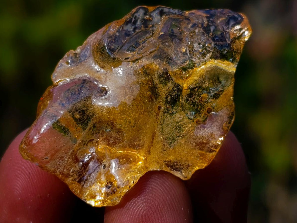 Natural Copal Amber Specimens with Insect and Plant Inclusions x 70 From Lemur Island, Madagascar - Toprock Gemstones and Minerals 