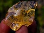 Natural Copal Amber Specimens with Insect and Plant Inclusions x 70 From Lemur Island, Madagascar - Toprock Gemstones and Minerals 