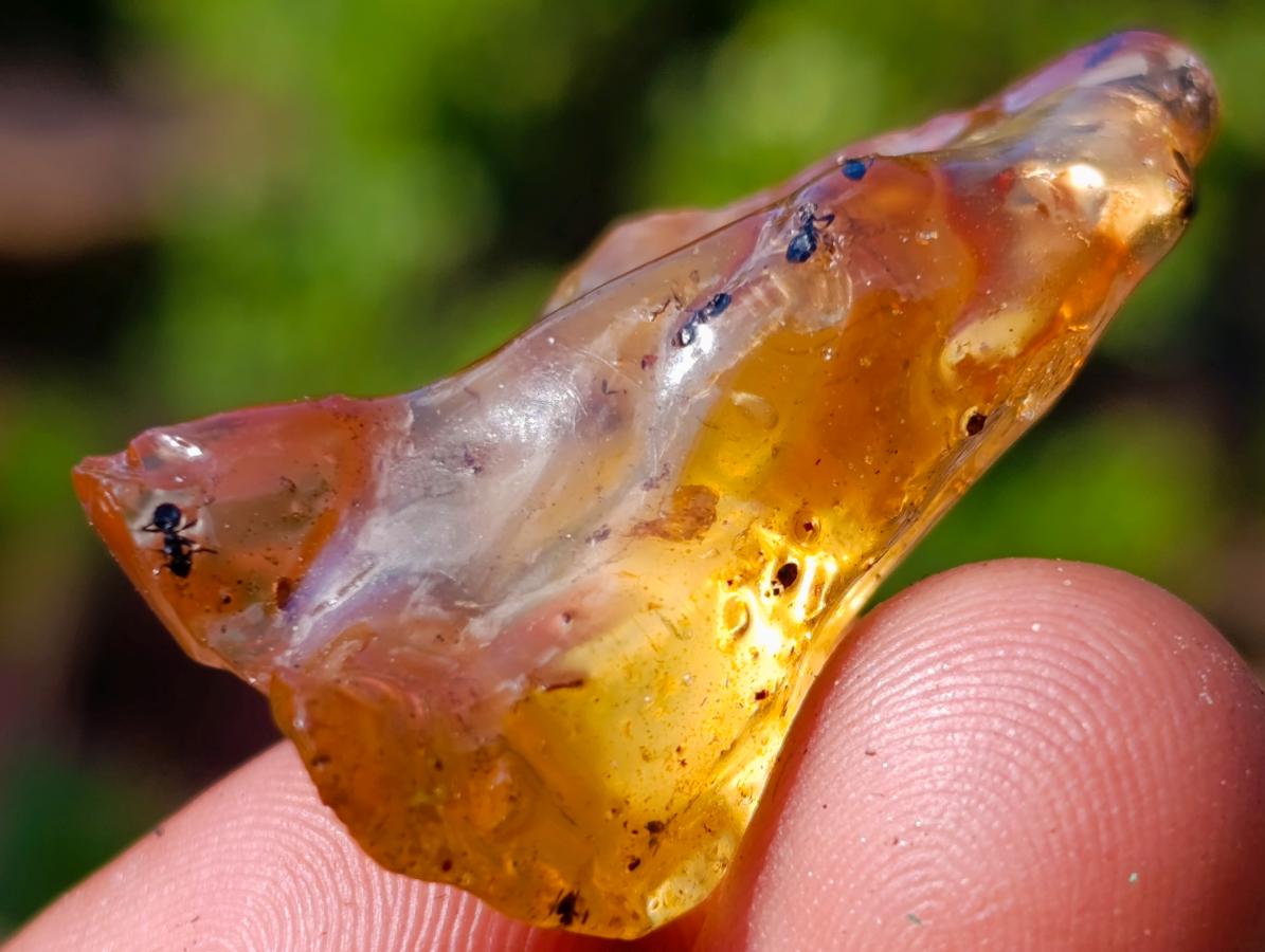 Natural Copal Amber Specimens with Insect and Plant Inclusions x 70 From Lemur Island, Madagascar - Toprock Gemstones and Minerals 