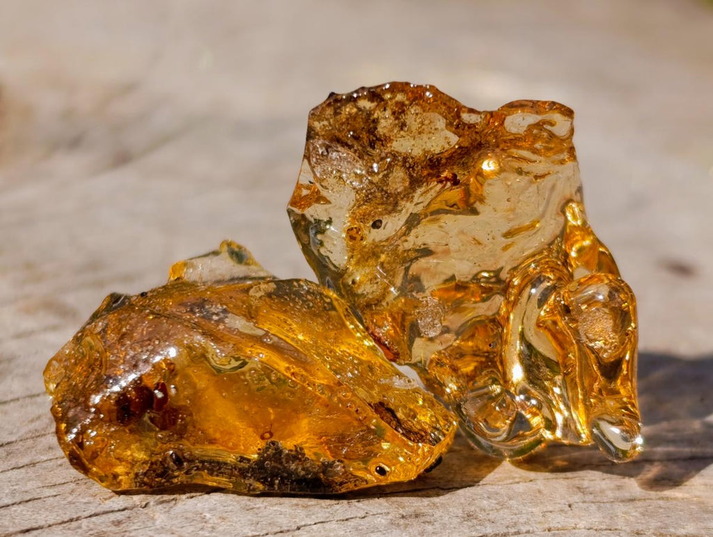 Natural Copal Amber Specimens with Insect and Plant Inclusions x 70 From Lemur Island, Madagascar - Toprock Gemstones and Minerals 