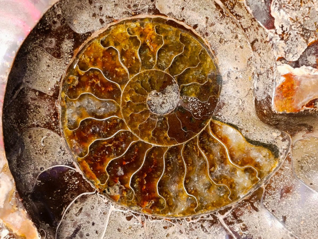 Polished Large Red Ammolite Opalized Cleoniceras Ammonite Fossil Bowl x 1 From Tulear, Madagascar - Toprock Gemstones and Minerals 