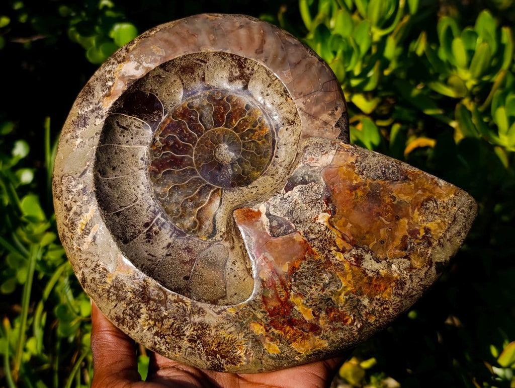 Polished Large Red Ammolite Opalized Cleoniceras Ammonite Fossil Bowl x 1 From Tulear, Madagascar - Toprock Gemstones and Minerals 