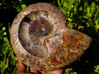 Polished Large Red Ammolite Opalized Cleoniceras Ammonite Fossil Bowl x 1 From Tulear, Madagascar - Toprock Gemstones and Minerals 
