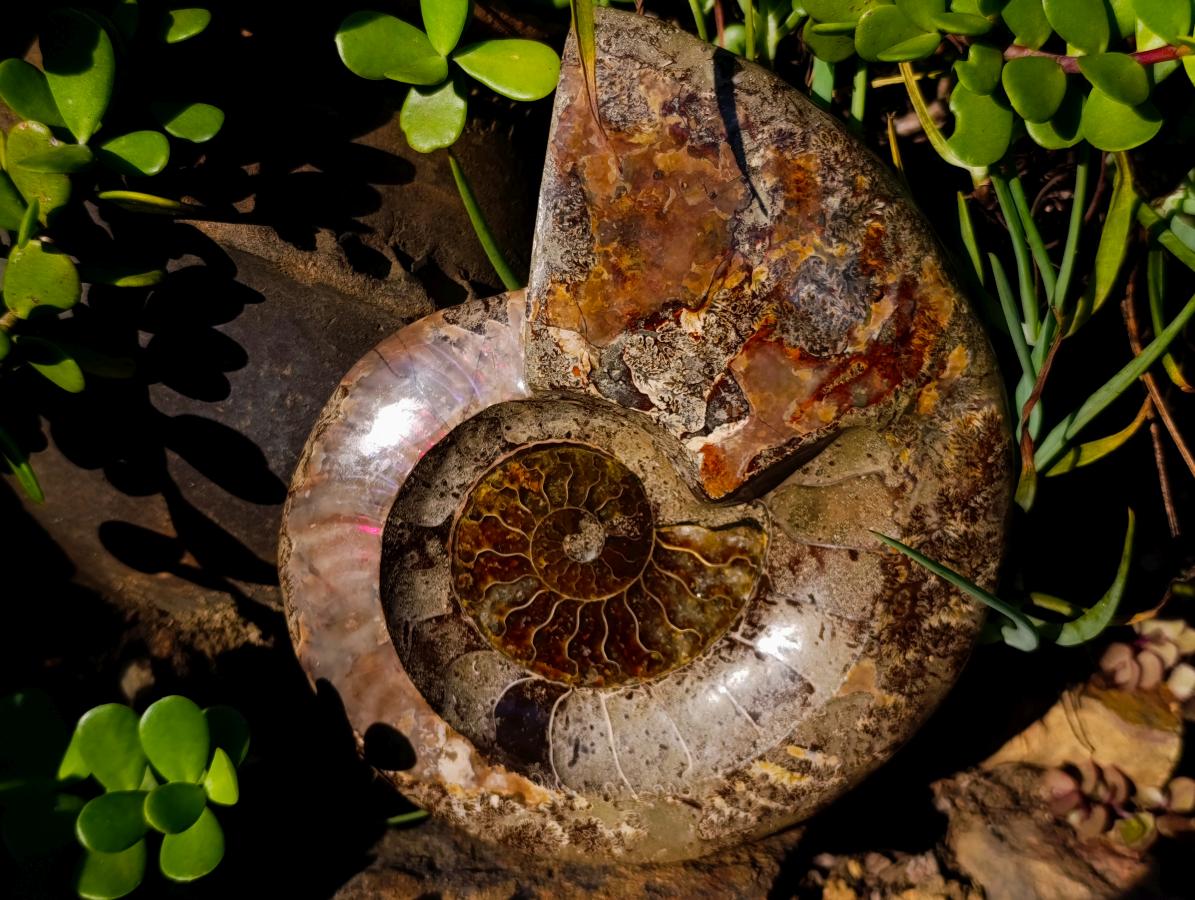 Polished Large Red Ammolite Opalized Cleoniceras Ammonite Fossil Bowl x 1 From Tulear, Madagascar - Toprock Gemstones and Minerals 