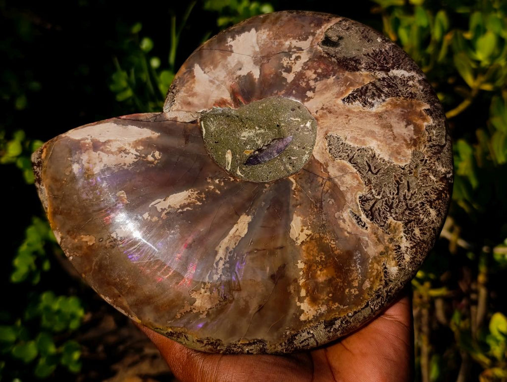 Polished Large Red Ammolite Opalized Cleoniceras Ammonite Fossil Bowl x 1 From Tulear, Madagascar - Toprock Gemstones and Minerals 