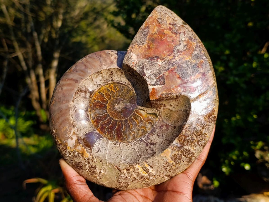Polished Large Red Ammolite Opalized Cleoniceras Ammonite Fossil Bowl x 1 From Tulear, Madagascar - Toprock Gemstones and Minerals 