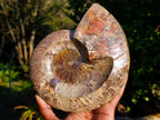 Polished Large Red Ammolite Opalized Cleoniceras Ammonite Fossil Bowl x 1 From Tulear, Madagascar - Toprock Gemstones and Minerals 