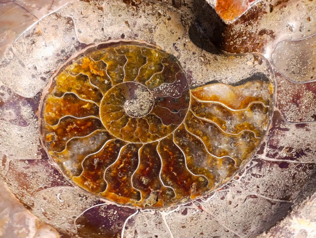 Polished Large Red Ammolite Opalized Cleoniceras Ammonite Fossil Bowl x 1 From Tulear, Madagascar - Toprock Gemstones and Minerals 