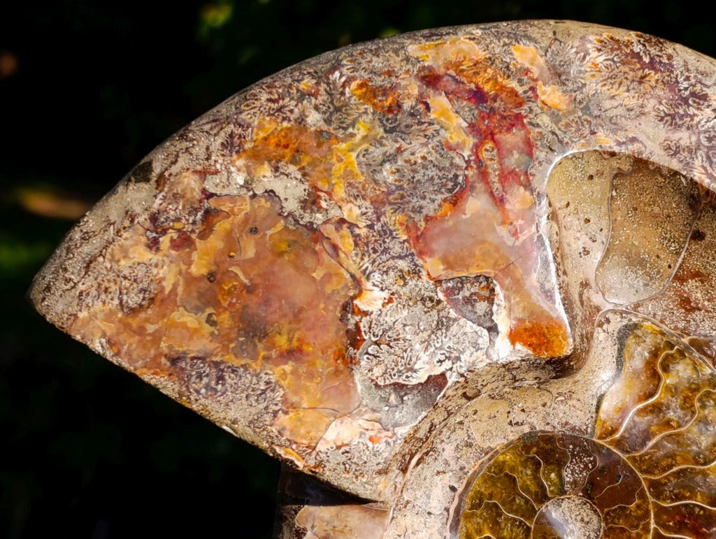 Polished Large Red Ammolite Opalized Cleoniceras Ammonite Fossil Bowl x 1 From Tulear, Madagascar - Toprock Gemstones and Minerals 