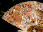 Polished Large Red Ammolite Opalized Cleoniceras Ammonite Fossil Bowl x 1 From Tulear, Madagascar - Toprock Gemstones and Minerals 