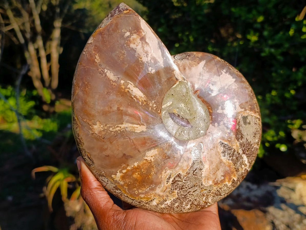 Polished Large Red Ammolite Opalized Cleoniceras Ammonite Fossil Bowl x 1 From Tulear, Madagascar - Toprock Gemstones and Minerals 