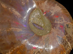 Polished Large Red Ammolite Opalized Cleoniceras Ammonite Fossil Bowl x 1 From Tulear, Madagascar - Toprock Gemstones and Minerals 