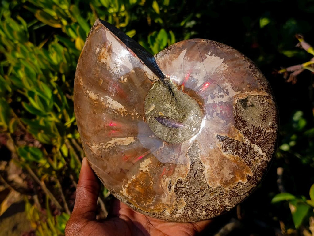 Polished Large Red Ammolite Opalized Cleoniceras Ammonite Fossil Bowl x 1 From Tulear, Madagascar - Toprock Gemstones and Minerals 