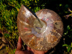 Polished Large Red Ammolite Opalized Cleoniceras Ammonite Fossil Bowl x 1 From Tulear, Madagascar - Toprock Gemstones and Minerals 